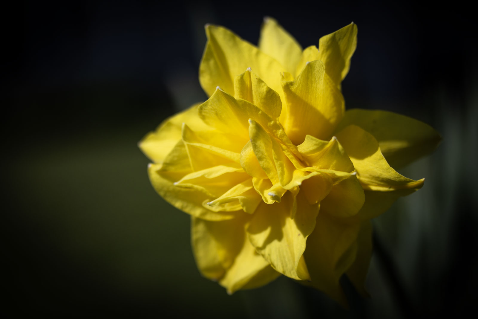 Daffodil