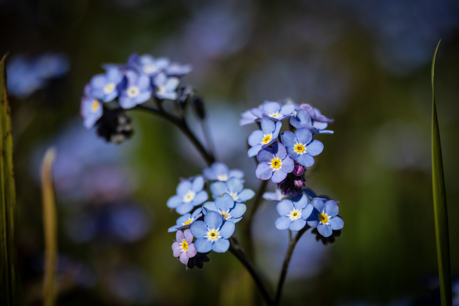 Forget me nots
